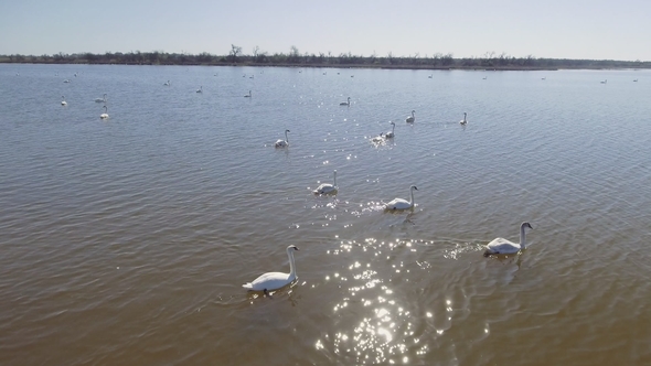 Aerial Flying Near Swan Bevy