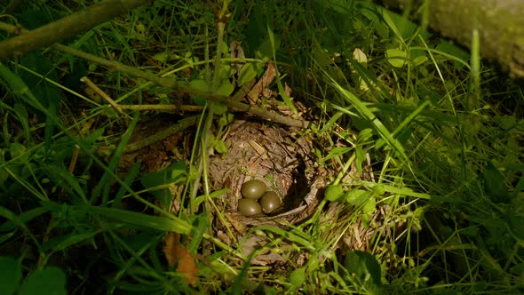 Bird Incubates Eggs in the Nest