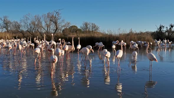 Greater Flamingos (Phoenicopterus roseus), Pont de Gau, Camargue, France