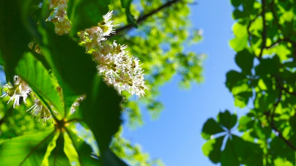 Fresh Young Green Chestnut Blooming in Bright Sunlight