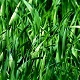 Grass