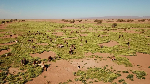 Aerial View on Herd of Camels Grazing in Morocco