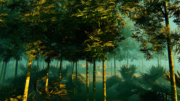 Bamboo Forest In The Fog alt