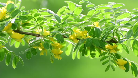 Caragana Arborescens or Yellow Acacia