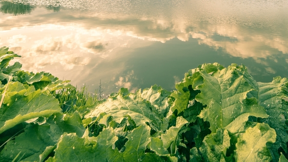 Сloudy Sky Reflection in the Pond Surface at the Big Leaves Background