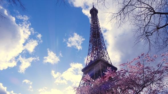 Eiffel Tower with the Sakura Tree Branches