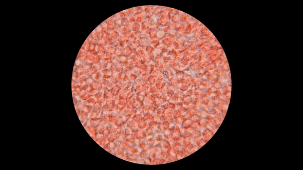 Blood of a Dog under a Microscope