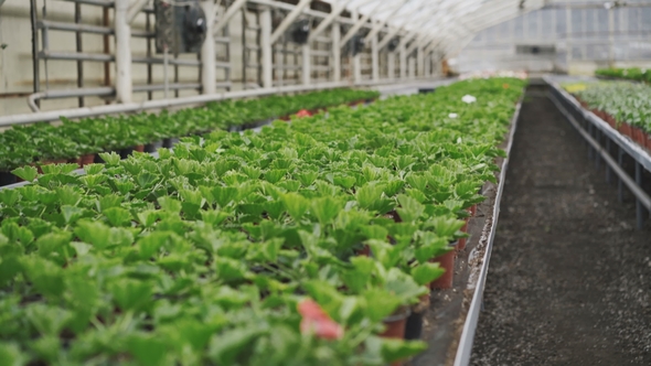 View of Many Petunia Seedling in Greenhouse.