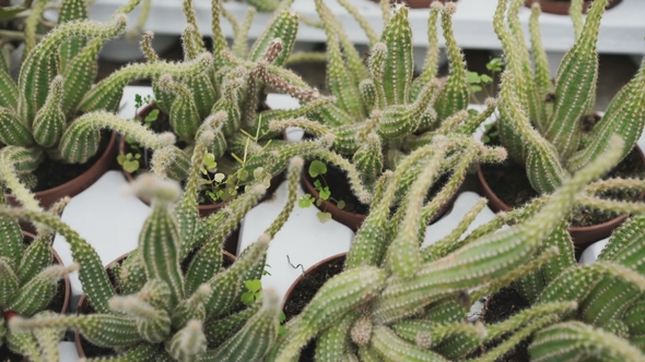 View of Cactuses for Seedling in Greenhouse
