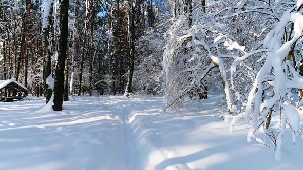 Snowy Branches in Forest. Winter Fairy Background