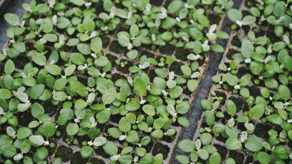 View of Flower Seedlings in Pots in the Greenhouse