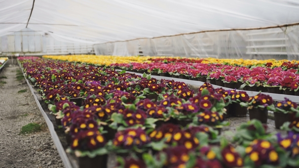 View of Different Colourful Kinds of Flowers in Greenhouse