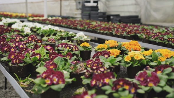 View of Colourful Viola in Greenhouse