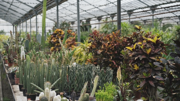 View of Different Kinds of Seedlings in Greenhouse