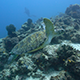 Green Sea Turtle Swimming  - VideoHive Item for Sale