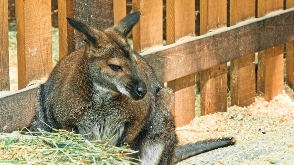 Kangaroo in Sanctuary Enclosure