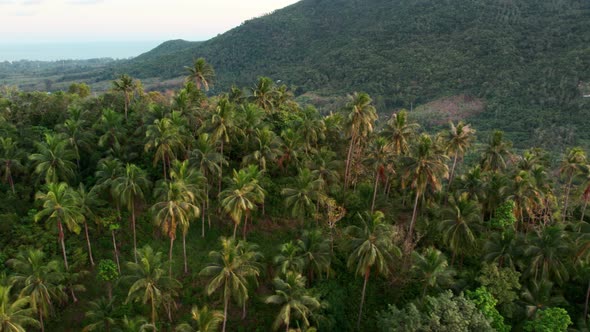 Palm trees in tropical forest savanna jungle on the mountains in Thailand