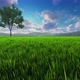 Green Landscape With Lonely Tree- 4K - VideoHive Item for Sale