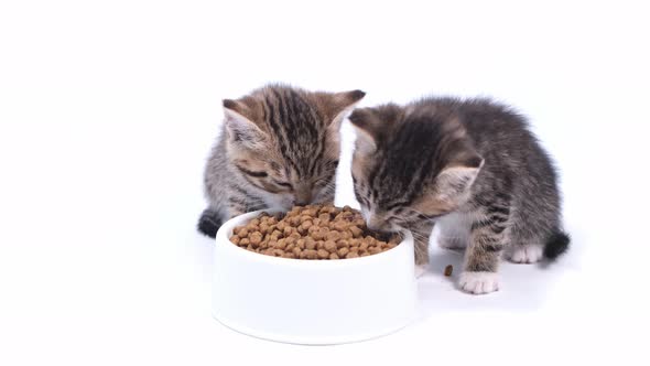 Two Striped Kittens Eating Fresh Dry Cat Food for Small Kittens