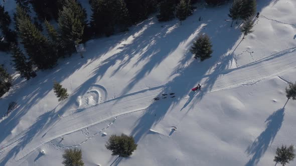 Aerial view of a dog sled riding along fir trees