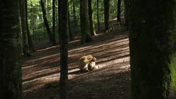 Monkey Female Cleans A Baby