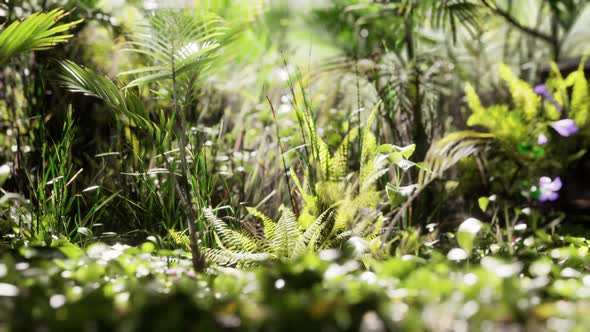 Close Up Jungle Grass and Plants