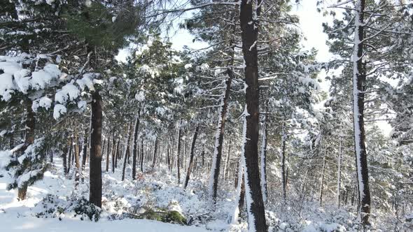 Pine Forest Winter Snow Aerial Drone