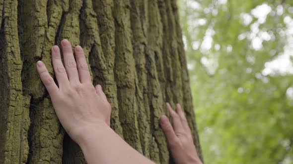 Hands Touching a Tree in Forest