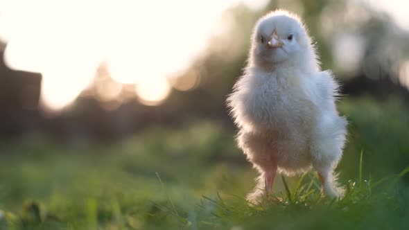 Little White Baby Chicken on a Blurred Background