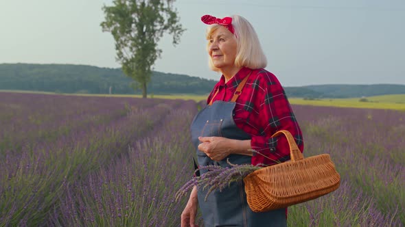 Senior Farmer Woman Turning Face to Camera and Smiling in Lavender Field Meadow Flower Herb Garden