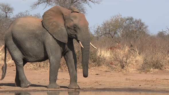 A young elephant bull shaking his head at a herd of passing impala in Africa. A head shake is the el