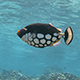 Clown Trigger Fish Poos as it Swims Over a Coral Reef - VideoHive Item for Sale