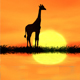 African Sunrise