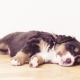 Funny Bernese Sheepdogs Puppies Sleeping - VideoHive Item for Sale