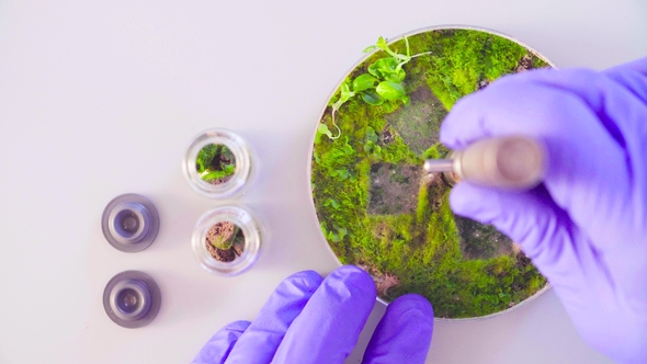 The Scientist Taking Out Samples From Petri Dish