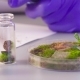 Scientist Taking out Samples from Petri Dish - VideoHive Item for Sale