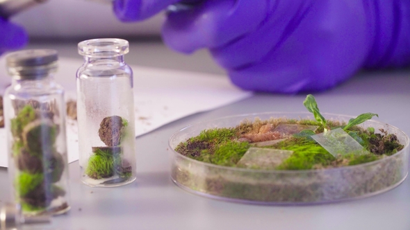 Scientist Taking out Samples from Petri Dish