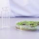 The Scientist Taking Out Samples From Petri Dish - VideoHive Item for Sale
