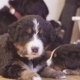 Bernese Sheepdogs Puppy and Dog Lying on a Floor - VideoHive Item for Sale