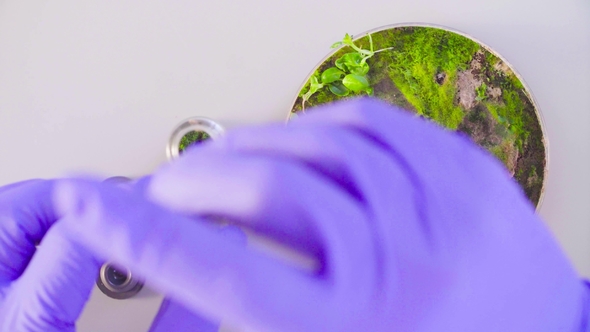 The Scientist Taking Out Samples From Petri Dish