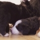 Funny Bernese Sheepdogs Puppies in the Room - VideoHive Item for Sale