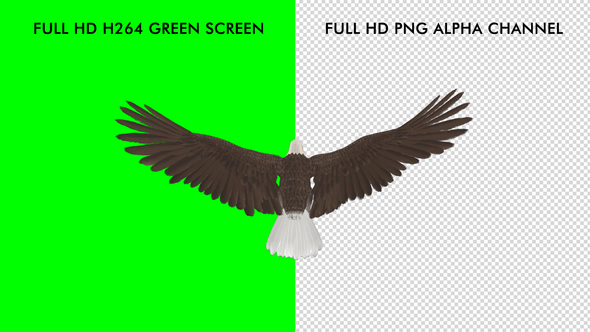 Eagle - Bald - Flying Loop - Top Back View alt