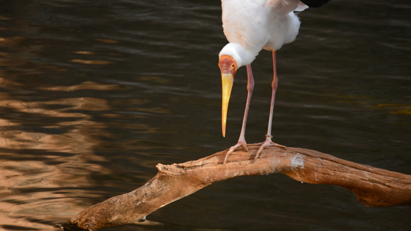 Yellow Billed Stork