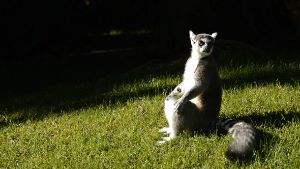 Ringtail Lemur Sunbathing