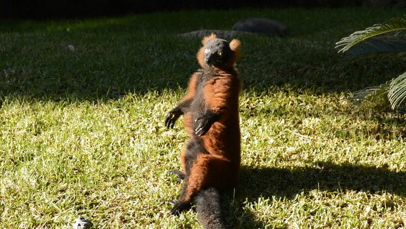 Red Ruffed Lemur