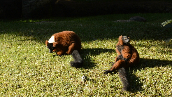 Red Ruffed Lemur Sunbathing