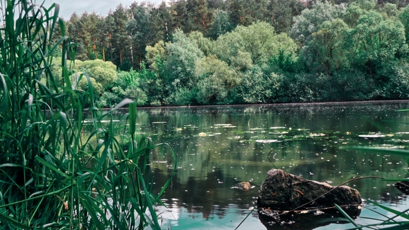 River with Trees on the Beach