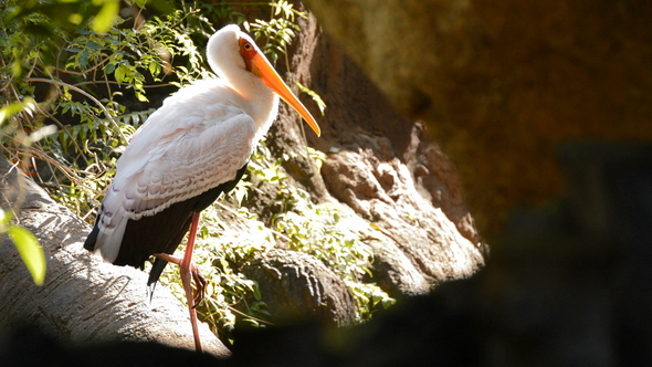 Yellow Billed Stork Resting