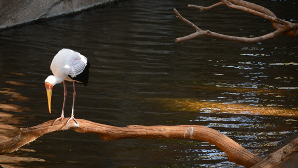 Yellow Billed Stork in a River