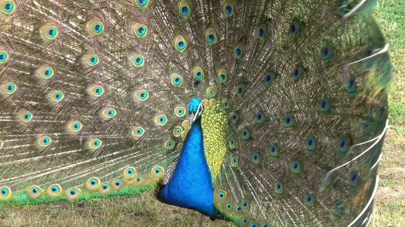 Peacock with Feathers out